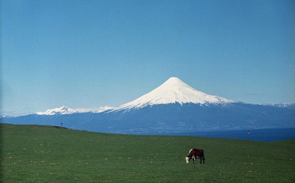 A snow-capped volcano across a green field, with a single cow grazing